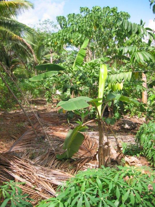  Vendre:tubercules D’igname De Qualité - semence graine plant localisation abomey arrondissement d’agbangbizoun plus pr&eacute;cisement &agrave; quinta. surface plus d’un demi‑hectare de tubercules qualit&eacute; bonne qualit&eacute; prets pour la nouvelle semence &eacute;tat tubercules encore en terre (id&eacute;al pour semence/r&eacute;colte) / photos [ajo