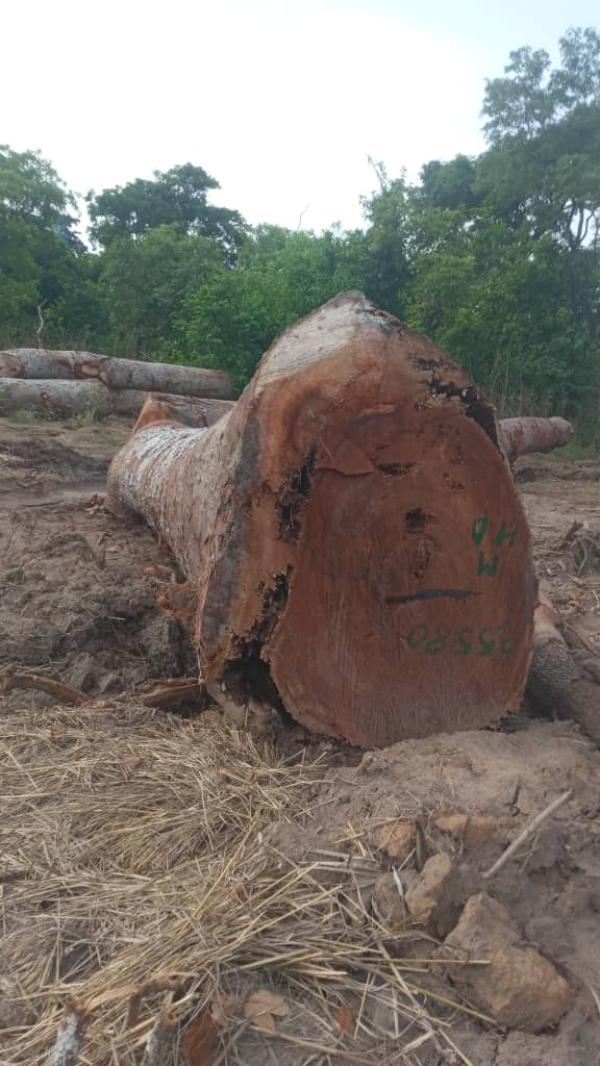  Vente De Bois - bois charbon fibre  hello sir (partner) i am looking for pre financing partnership contracts for the supply of valuable timber species under export sawmill contracts with fob and cif prices. prices will depend on the species characteristics dimensions and quantities of timber required. monsieur (parten