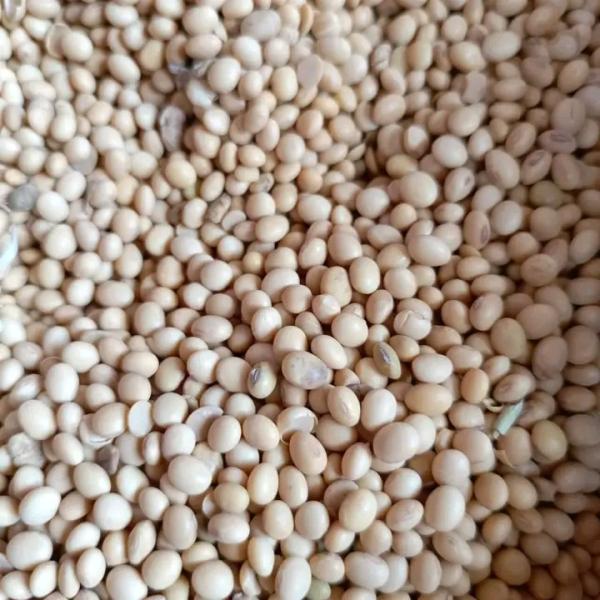  Besoin Des Clients Pour Acheter De Soja - café cacao thé je suis à la recherche des acheteurs de soja, je vis au bénin si vous etes intéressé veuillez me contacter par whatsapp 