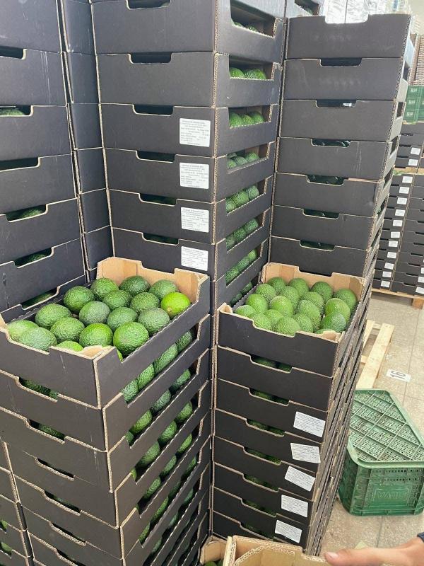  Avocats Maroc Vendre - fruits et légumes bonjour,  nous avons des avocats marocaine a vendre,  calibre 12/14/16/18/20/22,  4kg pour carton,  certificat global gap,  mode paiement 50% avance 50% a la charge. 
