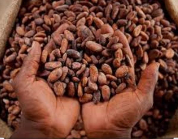  Café Et Cacao Du Cameroun Qualité Premium - café cacao thé café et cacao du cameroun   qualité premium pour exportation----nous proposons du café arabica et robusta ainsi que du cacao de très haute qualité provenant directement des zones de production du cameroun. nos produits sont soigneusement sélectionnés, 