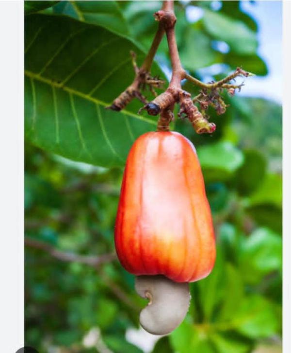  Noix De Cajou, - fruits secs et graines grillées nous sommes à la recherche des partenaires fidèle pour achat de noix de cajou décortiquer de très bon qualités nous les partenaires qui doit etre prendre une bonne quantité pour plus d'informations veuillez nous contacter.''