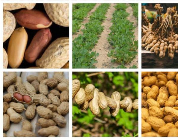  Arachides Des Qualités - fruits et légumes bonsoir madame et messieurs notre service agricole est disponible pour vous une bonne quantité d'arachide de qualité --pour plus d'informations veuillez nous contacter. 