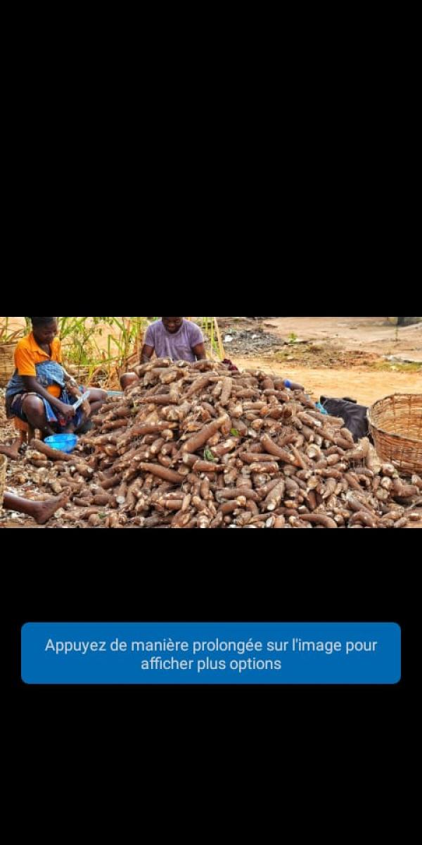  Manioc De Qualités - autres nous sommes à la recherche des partenaires fidèle pour achat de manioc de qualité de de très bon qualités nous les partenaires qui doit etre prendre une bonne quantité pour plus d'informations veuillez nous contacter.