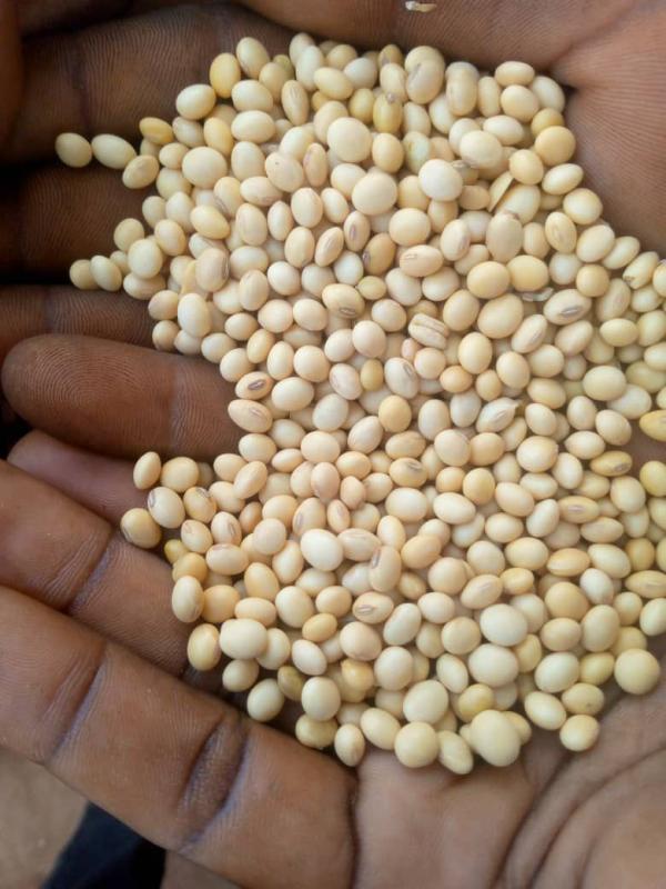  Soja Bio - roasted seeds and nuts organic soybeans from togo,  fob price-  500 per ton. payment method- cash against bl and documents of origin. delivery capacity- 1000 tons. we are looking for serious and reliable clients.  please be brief and specific in your inbox.