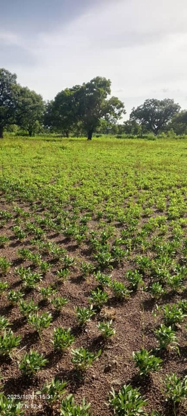  Vente De Terrain - mine terrain concession un terrain d'un hectare disponible au burkina faso dans la capitale à tanghin dassouri recherchant un potentiel client à un prix vraiment abordable de 7, 5 millions. pour tout besoin je suis à votre disposition sur bien à vous !