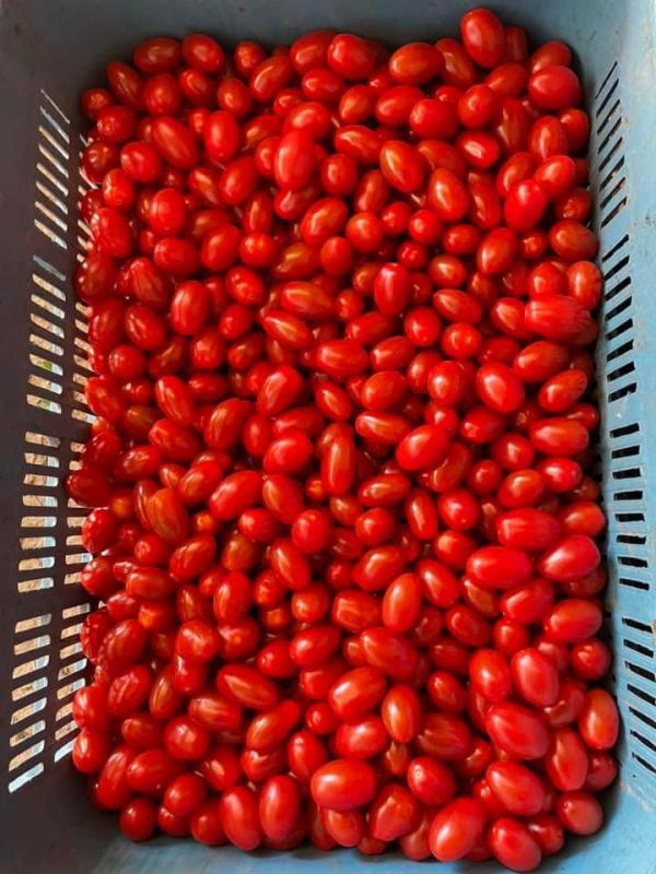  Tomate Cerises Vendre - fruits et légumes bonjour,  nous avons des tomates cerises a vendre,  packaging vraf ou 500g/ 250g,  certif global gap,  50% avance 50% a la charge 