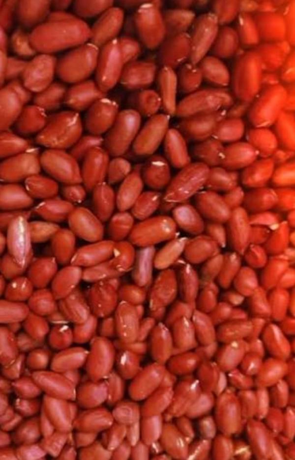  Producteur Des Pistaches Madagascar - fruits secs et graines grillées je m'appelle serazaka olin,  cultivateur des pistaches à madagascar. actuellement,  je suis à la recherche de partenaires intéressés par l'achat de ma production,  qui s'élève à 30 tonnes de pistaches.