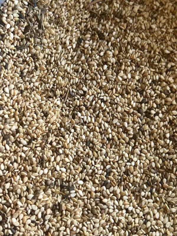  Huile De Sesame Disponible Pour Vous - féculents nous disposons actuellement d'un stock important de s&eacute;sames en cote d'ivoire pour vous--nous vous livrons au meilleur prix fob au port d'abidjan 