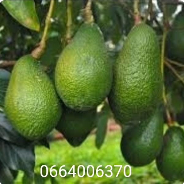  Gérant D'exploitation Arboricole - fruits et légumes homme marocain,  titulaire du master professionnel en agronomie  spécialité,  gestion de société arboricole ,  et un premier diplôme en arboriculture fruitière.--avoir plus de 16 ans d'expérience au sein des domaines arboricoles et viticoles trop ré