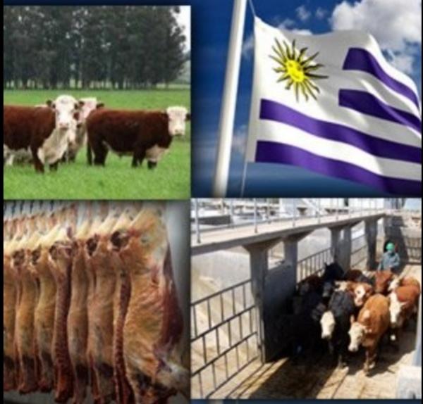  Uruguay Pais Natural - viandes et oeufs buscas carne premium , contáctanos(uruguay, argentina ) te la carne bovina, contáctanos (brasil, paraguay, bolivia). buscas carne ovina consultanos. hoy el mercado de carnes está en valores importante contáctanos se trabaja con plantas responsables y seguras en su producto y entrega en evitar hacerle per