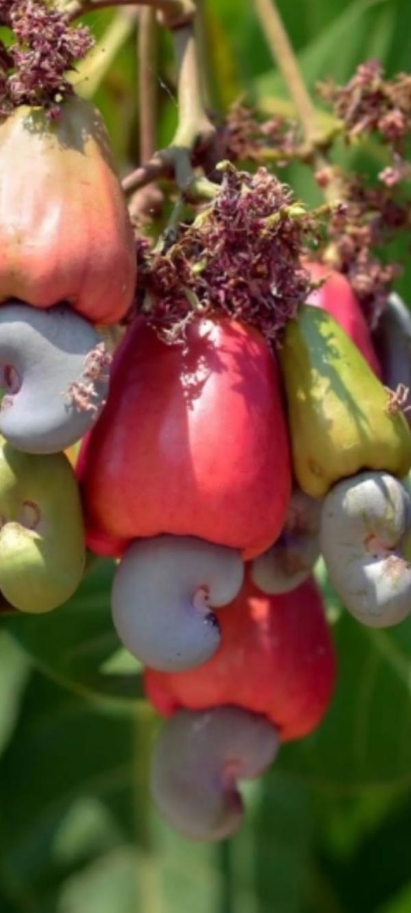  Partenariat Pour Agrobusinesse - semence graine plant partenariat pour l'agrobusiness pour le soja | autre...--achat- sodja,  maïs,  graines de n&eacute;r&eacute; et le noix de l'anacardes pouvons nous avoir un partenariat pour l'achat en bonne quantit&eacute; .--je suis apte et pret &agrave; m'engager dans la fid&eacute;lit&eacute;... ----annonceur du b