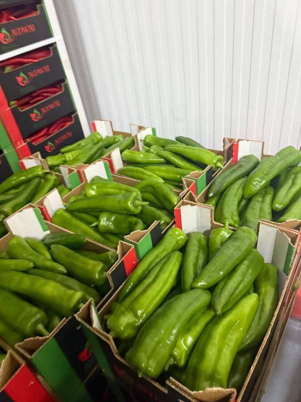  Piment Long Vendre - fruits et légumes bonjour,  des piment long rouge,  vert et blanc disponibles avec global gap comme certif,  nous serons ravis de vous accueillir dans nos centres d emballage au maroc afin que vous puissiez constater directement nos process de production,  de contr&ocirc;le qualit&eacute;,  de conditionnement ainsi que la