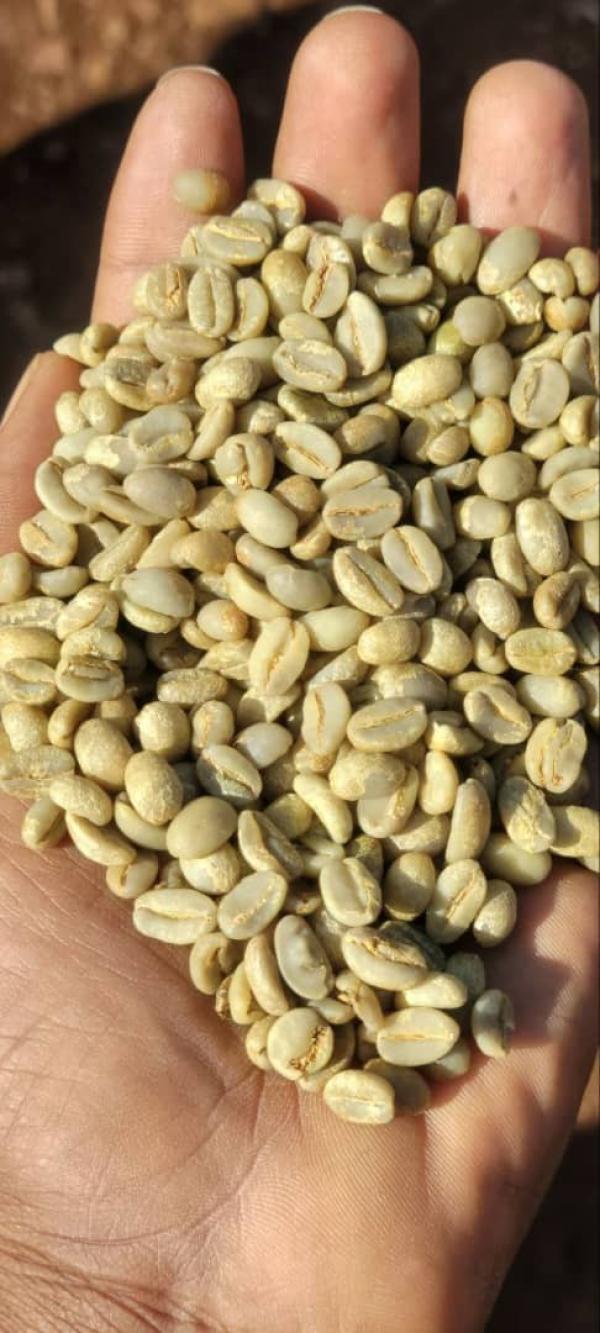  Cafe D'ethiopie En Gros Quantite - café cacao thé offre d exportation   caf&eacute; d &eacute;thiopie en gros (fob)--nous sommes une soci&eacute;t&eacute; exportatrice bas&eacute; en &eacute;thiopie,  sp&eacute;cialise dans l exportation de caf&eacute; vert &eacute;thiopien de haute qualit&eacute;,  disponible en grandes quantit&eacute;s.--origines d