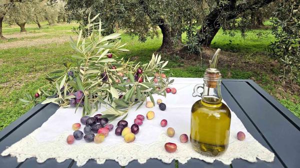  Huile D olive 100 Vierge Artisanale - huiles nous proposons une huile d olive 100 % vierge,  artisanale,  issue des montagnes de kabylie (alg&eacute;rie),  obtenue par premi&egrave;re pression &agrave; froid &agrave; partir d olives soigneusement s&eacute;lectionn&eacute;es.