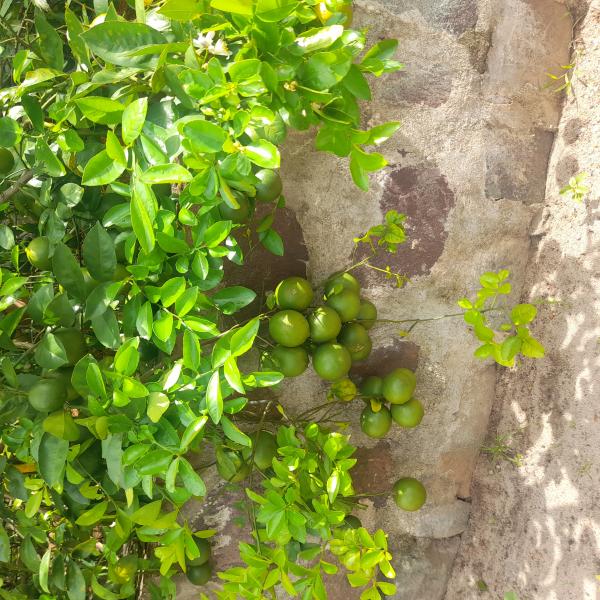  Vente De Citrons Région Vatovavy - fruits et légumes  j'ai une plantation de citrons &agrave; mananjary je recherche un collecteur pour travailler &agrave; long terme 