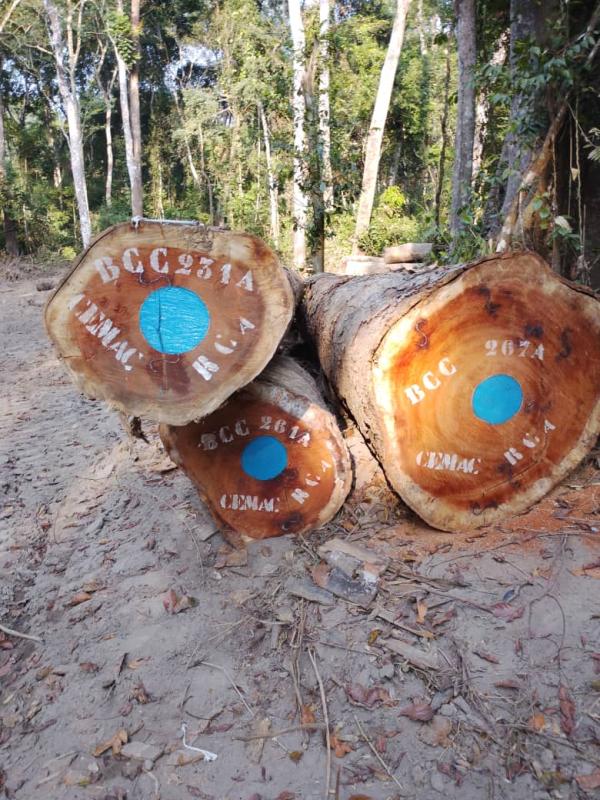  Iroko - bois charbon fibre bonjour. nous disposons d'important stock --de grumes et de foret en exploitation en r&eacute;publique centrafricaine. nous avons de essence tels que - l'iroko, muabi,  etc--