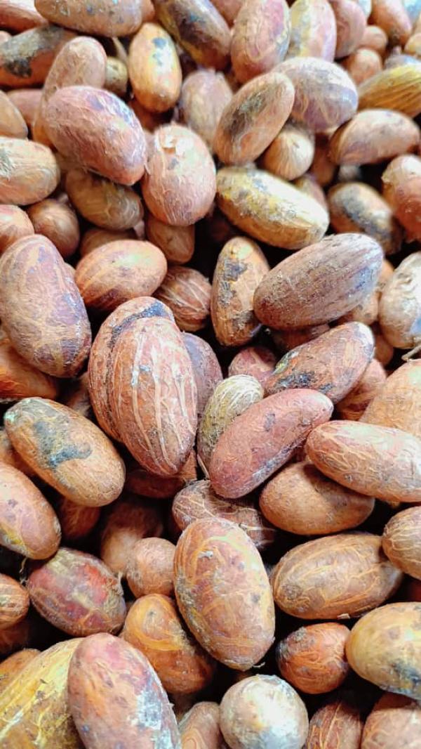  Stock De Bitter Cola Ou Petit Cola Disponible - fruits secs et graines grillées nous disposons d'un stock important de petit colas appel&eacute; bitter kola en c&ocirc;te d'ivoire. --nous avons actuellement 3 containers de bitter colas disponibles. --les prix sont tr&egrave;s comp&eacute;titifs.--le produit sera reconditionn&eacute; dans des paniers avant exp&eacute;dition--min