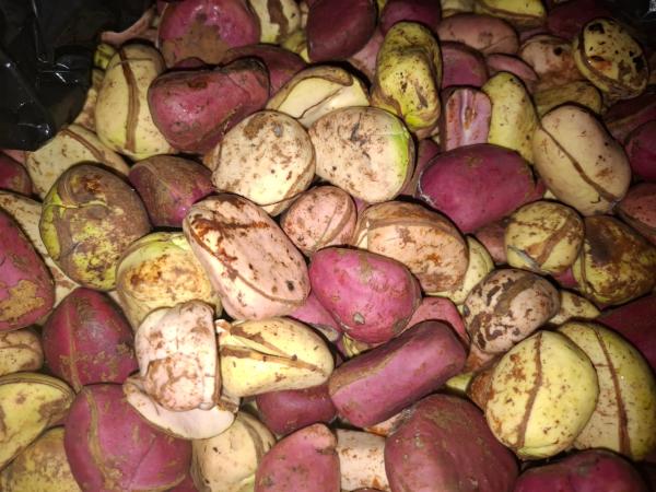  Stock De Colas En Cote D'ivoire - fruits secs et graines grillées 6. nous disposons d'un stock de colas en c&ocirc;te d'ivoire. nous pouvons vous fournir un container par mois sur 12 mois--les prix sont tr&egrave;s comp&eacute;titifs. nos grands clients sont le mali,  le burkina et nigeria. nous exportons sur l'europe et maroc--le produit sera reconditionn&eacute; 