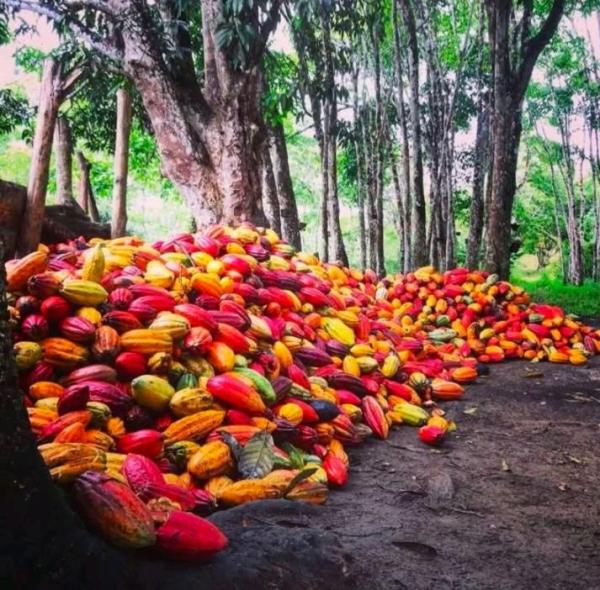  Sale Cocoa Beans - café cacao thé we export cocoa beans worldwide. minimum 500 tonnes   nous exportons des f&egrave;ves de cacao dans le monde entier. minimum 500 tonnes 