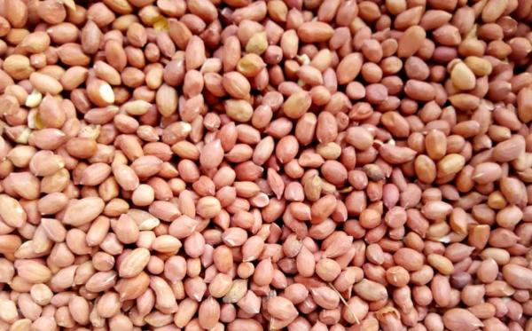  Graines Et Huile Brute D'arachide - huiles  nouvelle unit&eacute; agro-industrielle &eacute;tablie au s&eacute;n&eacute;gal propose ---1/ 1000 tonnes de graines d'arachide d&eacute;cortiqu&eacute;es propres,  nouvelle r&eacute;colte,  grade 70-80--2/ 2000 tonnes de graines d&eacute;cortiqu&eacute;es (amandes enti&egrave;res 60%/ demi-graines 4