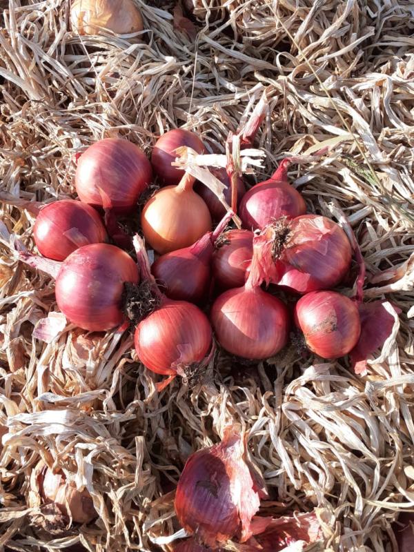  Oignon Rouge Jaune Blanche - fruits et légumes bonjour chers client --                          nous sommes disponibles de vous offrir nos produits oignon en tout calibre et emballage pour les pays est europe et pays d afrique . contacter nous pour plus d information.