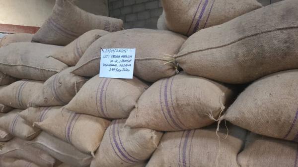  1700 Tonnes De Cacao Grade Prêt - fruits secs et graines grillées annonce choc   stock imm&eacute;diat 1 700 tonnes de cacao grade 1 camerounais pretes &agrave; quitter douala ! fermentation 6 jours   98 % bien ferment&eacute;es humidit&eacute;   7 %   d&eacute;fauts   3 %   calibre 18+ sac jute 65 kg neufs,  pall&eacute;tis&eacute;s,  docs phytosanitaire + sgs + or