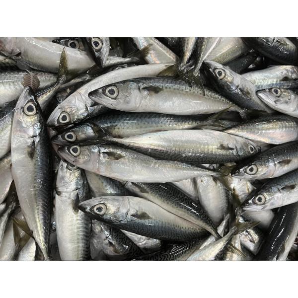  Poissons Congeles Chinchard - poissons nous sommes sp&eacute;cialises dans la commercialisation et l'exportation de poissons tels que tilapia,  maquereau,  thon,  chinchard et mulet. nous proposons du poisson congel&eacute;, poisson sale, poisson seche ou en bo&icirc;te de conserve.nous assurons des arrivages r&eacute;guliers dans les ports a