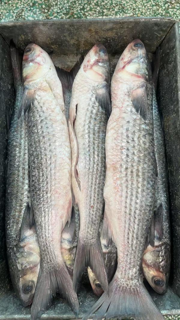  Poissons Congeles Mulet - poissons nous sommes sp&eacute;cialises dans la commercialisation et l'exportation de poissons tels que tilapia,  maquereau,  thon,  chinchard et mulet. nous proposons du poisson congel&eacute;, poisson sale, poisson seche ou en bo&icirc;te de conserve.nous assurons des arrivages r&eacute;guliers dans les ports a