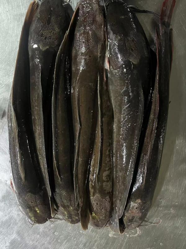  Poissons Congeles Poissons Chat,machoirons - poissons nous sommes sp&eacute;cialises dans la commercialisation et l'exportation de poissons tels que tilapia,  maquereau,  thon,  chinchard et mulet. nous proposons du poisson congel&eacute;, poisson sale, poisson seche ou en bo&icirc;te de conserve.nous assurons des arrivages r&eacute;guliers dans les ports a