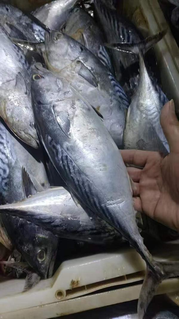  Poissons Congeles,thon - poissons nous sommes sp&eacute;cialises dans la commercialisation et l'exportation de poissons tels que tilapia,  maquereau,  thon,  chinchard et mulet. nous proposons du poisson congel&eacute;, poisson sale, poisson seche ou en bo&icirc;te de conserve.nous assurons des arrivages r&eacute;guliers dans les ports a