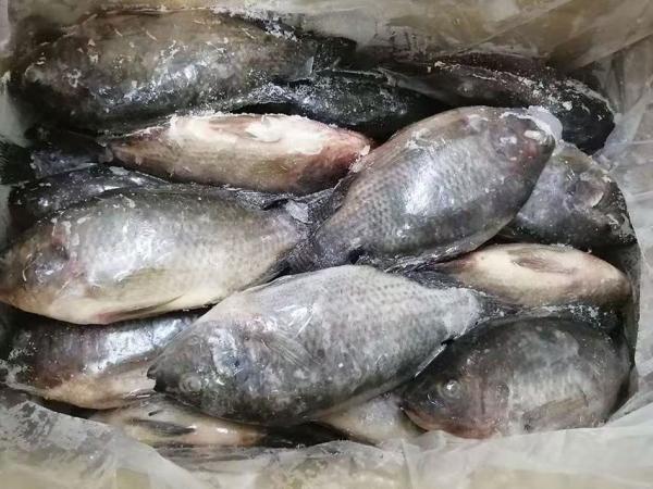  Poissons Congeles,tilapia - poissons nous sommes sp&eacute;cialises dans la commercialisation et l'exportation de poissons tels que tilapia,  maquereau,  thon,  chinchard et mulet. nous proposons du poisson congel&eacute;, poisson sale, poisson seche ou en bo&icirc;te de conserve.nous assurons des arrivages r&eacute;guliers dans les ports a
