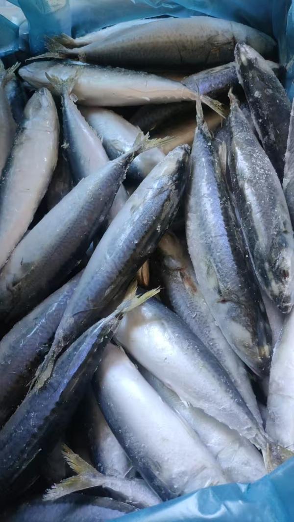  Poissons Congeles,maquereaux - poissons nous sommes sp&eacute;cialises dans la commercialisation et l'exportation de poissons tels que tilapia,  maquereau,  thon,  chinchard et mulet. nous proposons du poisson congel&eacute;, poisson sale, poisson seche ou en bo&icirc;te de conserve.nous assurons des arrivages r&eacute;guliers dans les ports a