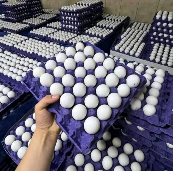  Sale Of Withe Eggs - meat and eggs we sale white eggs. origin india quantity 450 000 white eggs per container we can supply several containers at once 
