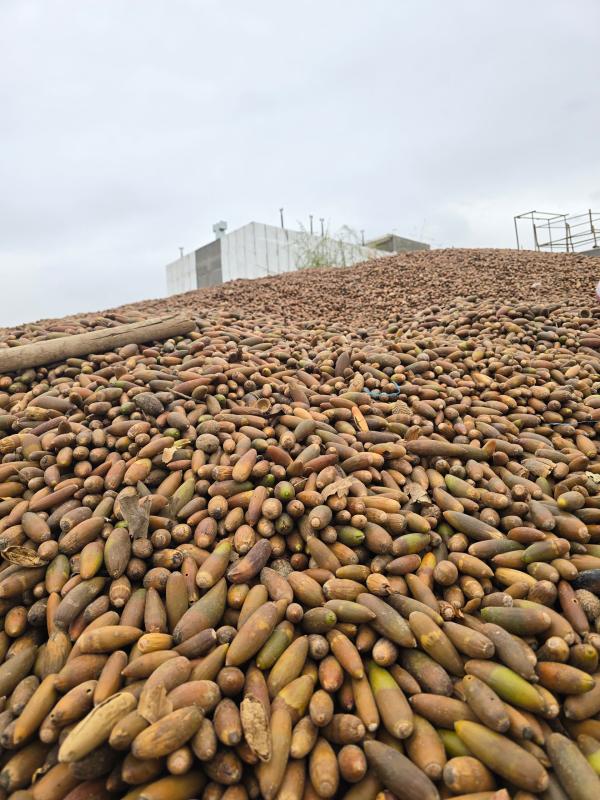  Acorns - seed plant seed i am selling acorn seeds 500 tons i am selling acorn seeds 500 tons i need partners for business in europe
