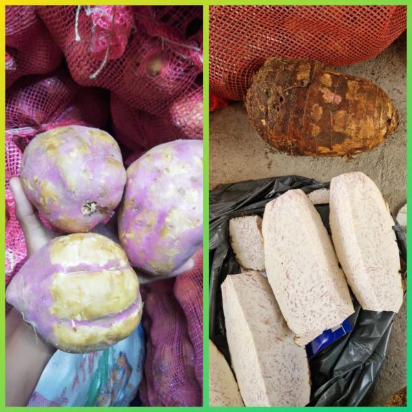  Supplier Of Taro And Sweet Potatoes From Mada - fruits and vegetables hello, --we are a supplier of sweet potatoes and taro from madagascar,  offering competitive prices and reliable supply.--please feel free to contact us for more information or to place your order.--