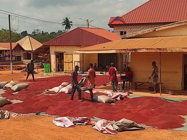  Roucou:: Démarrage De La Campagne En Civ - fruits secs et graines grillées demarree timidement le mois de novembre dernier,  la campagne de roucou se d&eacute;roule en ce moment sur une p&eacute;riode de cinq &agrave; six mois. notre coop&eacute;rative install&eacute;e au coeur d'une des plus grandes zones de production est &agrave; votre disposition pour satisfaire vos exi