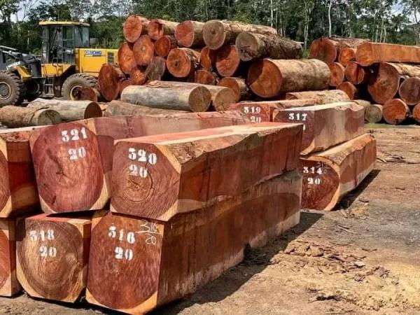  Besoin Des Clients Pour Teck De Bois - bois charbon fibre bois--nous fournissons des bois exotiques de haute qualit&eacute;,  notamment du tali,  du teck,  de l'&eacute;b&egrave;ne et bien d'autres. s&eacute;ch&eacute;s avec soin pour une stabilit&eacute; et une durabilit&eacute; optimales,  ils sont tra&ccedil;ables et certifi&eacute;s fsc ou pefc. id&eacute;