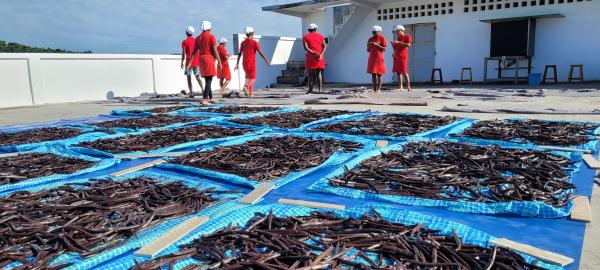  Madagascar Vanilla Beans All Grades - aromatic spices a vanilla producer processor and exporter with 7 years of experience based in madagascar. we supply all grades and types of madagascar vanilla carefully prepared and sorted according to export standards for artisans wholesalers and industrial buyers. available range ✔ black gourmet vanilla (spl