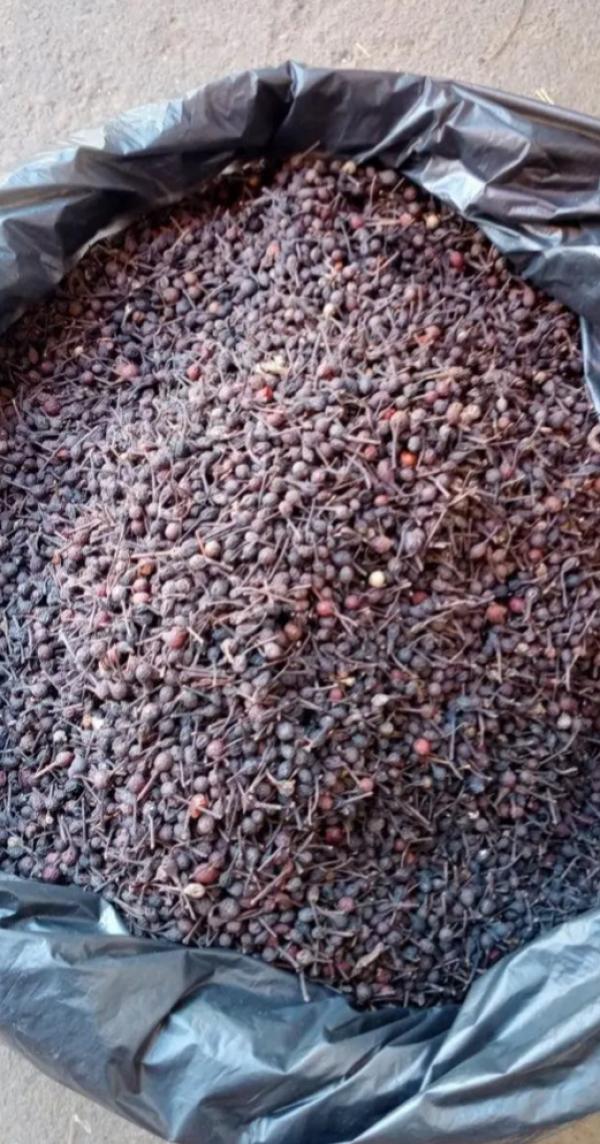  Vente De Poivre Sauvage Qualité Artisanale - épices aromates poivre sauvage de madagascar disponible pour vente professionnelle. produit naturel issu de cueillette locale,  soigneusement tri&eacute; &agrave; la main et bien s&eacute;ch&eacute; pour garantir humidit&eacute; inf&eacute;rieure &agrave; 12% et ar&ocirc;me naturel prononc&eacute;. conditionn&eacute