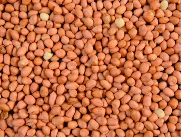  Arachides Décortiqué - fruits secs et graines grillées nous disposons d'une grande quantit&eacute; de arachides d&eacute;cortiqu&eacute;si cel&agrave; vous int&eacute;resse veuillez nous contacter pour plus d'informations.