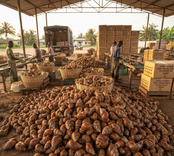  Exportation De Chairs D'escargots - animaux vivants institut africain d h&eacute;liciculture (iah) exporte des escargots g&eacute;ants africains et leurs d&eacute;riv&eacute;s - vivants,  chair,  bave,  visc&egrave;res et coquilles. avec jusqu &agrave; 5 tonnes/semaine,  nous servons restaurants,  industries cosm&eacute;tiques,  laboratoires et distributeu