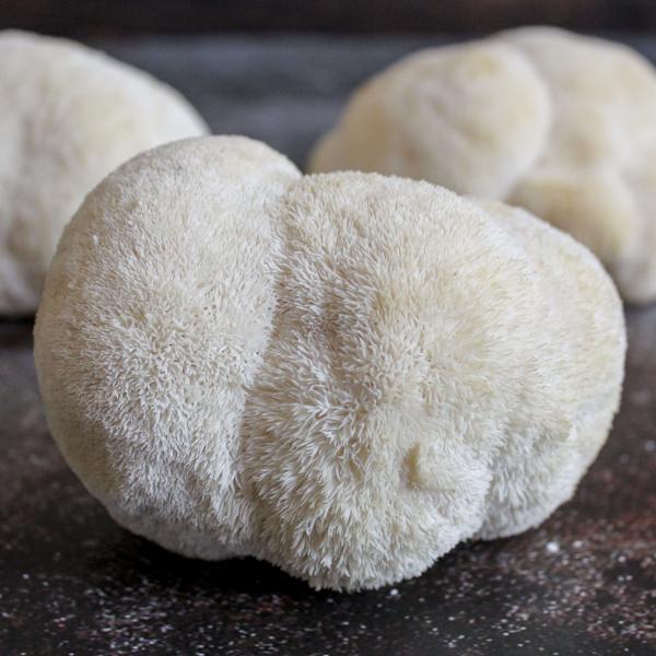  Criniere De Lion Shitaké - champignon levure grossiste champignons sp&eacute;cialis&eacute;s   frais & s&eacute;ch&eacute;s livraison rapide partout en france champignons   prix sur demande petites et grandes quantit&eacute;s   disponible en vrac ou conditionn&eacute; sp&eacute;cialit&eacute;s premium crini&egrave;re de lion (lion's mane)   fr