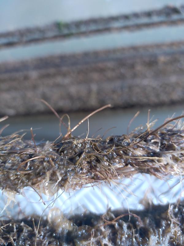  Garniture Naissains Des Moules Sur Corde Coco - coquillage crustacé bonjour entreprise sp&eacute;cialis&eacute;e dans le captage des moules sur corde de coco bio dans un milieu naturel,  zone a tres bonne naissance depuis des ann&eacute;es cherche nouveau clients possibilit&eacute; de livraison dans toutes la france et autres pays toute quantit&eacute; par kilom&egra