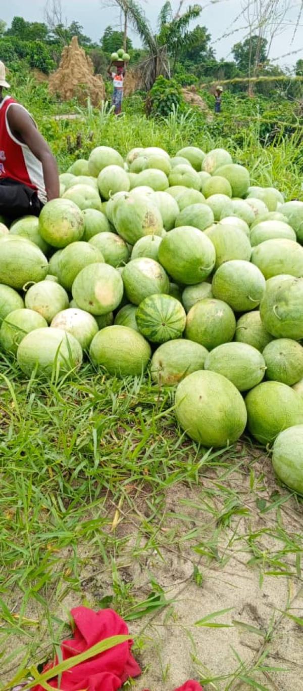  Je Suis Producteur De Pastèque - fruits et légumes je suis producteur de past&egrave;que dans la r&eacute;gion de grand lahou et je suis &agrave; la recherche d'acheteurs potentiels pour payer bord champ nos produits past&egrave;que! quantit&eacute; disponible actuellement 60 &agrave; 100 tonnes prix bord champ 250fr cfa le kilo paiement cash bord