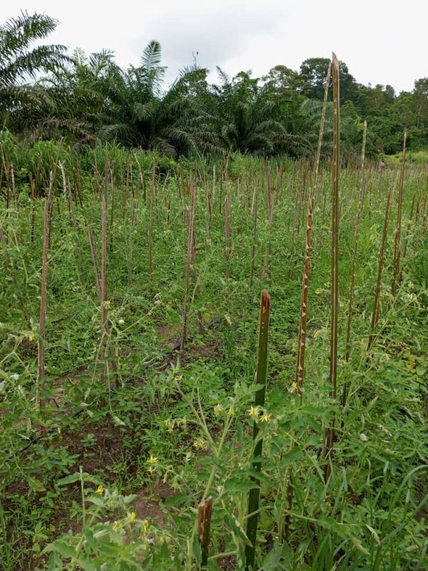  Recrutement De Travailleurs Plantation - emploi représentation  et bonne ann&eacute;ee 2026. je recherche des travailleurs saisonniers pr&eacute;cis&eacute;ment 3 ouvriers agricoles. mon exploitation se situe &agrave; wapeko (sous prefecture de dahiri) &agrave; l'ouest de la cote d'ivoire. si vous souhaiter m'aider merci d'avance de me contacter. merc