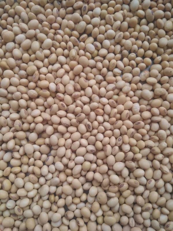  Vente De Graines De Soja,huile/farine De Soja - fruits secs et graines grillées nous vendons des graines de soja standard non gmo ( puret&eacute; 98% . proteines 35% teneur en huile 18% taux d humidit&eacute; 10% ) des graines de soja biologiques l huile de soja et le tourteau de soja. nous fournissons &eacute;galement des noix de cajou brutes et decortiqu&eacute;es venant