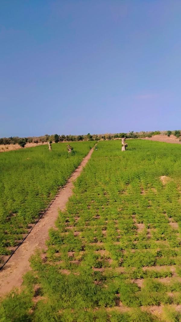  Moringa Oleifera 100% Naturel - épices aromates producteurs de moringa oleifera 100% naturel – s&eacute;chage &agrave; ombre couleur vert vert &eacute;meraude fertilisation organique et traitement biologique capacit&eacute; de production 26 &agrave; 31 tonnes par an nous cultivons notre moringa oleifera 100% naturel sur 3 hectares de planta
