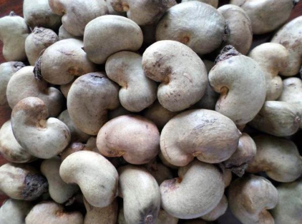  Noix De Cajoux Brute - fruits secs et graines grillées nous disposons d'une grande quantit&eacute; de noix de cajou brute et d&eacute;cortiqu&eacute; si cela vous int&eacute;resse veuillez nous contacter pour plus d'informations.