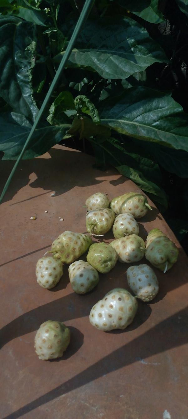  Nonie - fruits et légumes je suis fournisseur des produits agroalimentaires au b&eacute;nin aussi vin de palme aussi huile rouge huile d arachides  avec nonie etc contacter moi par tel ou mail directement si c est urgent toute quantit&eacute; disponible 